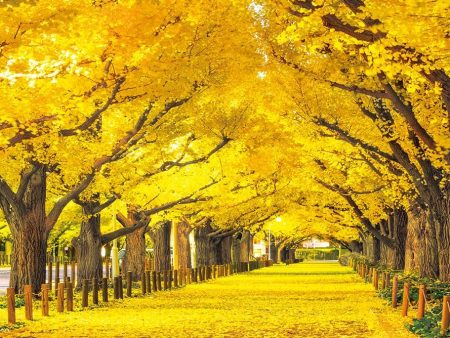 Ginkgo trees in Jingu Gaien 300 piece jigsaw puzzle Beverly 300-105 [Made in Japan] Discount