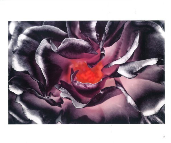 Enlightened Blooms: Solarized Diptych Floral Photographs Online